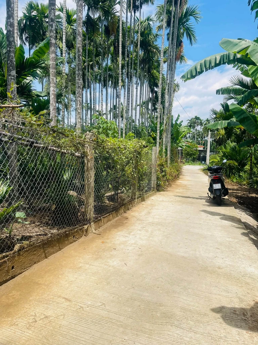 Bán vườn cau Cần Giờ 2000m2, 1 tỷ, sát cầu Phước Lộc - Ảnh 1