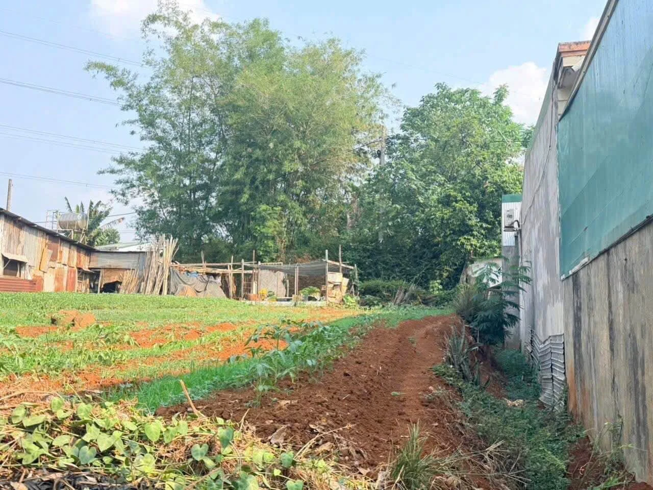 Bán đất 2 mặt tiền 150m² Tân Hòa, giảm còn 2,9 tỷ - Ảnh 1