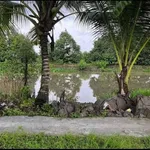 Bán 375 m² đất thổ cư Phong Điền, Cần Thơ - Ảnh thu nhỏ 4