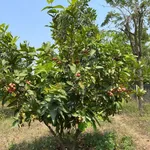 Bán 3.208m đất TMDV trung tâm Ninh Hòa vị trí đẹp, giá 6,5 triệu/m - Ảnh thu nhỏ 11