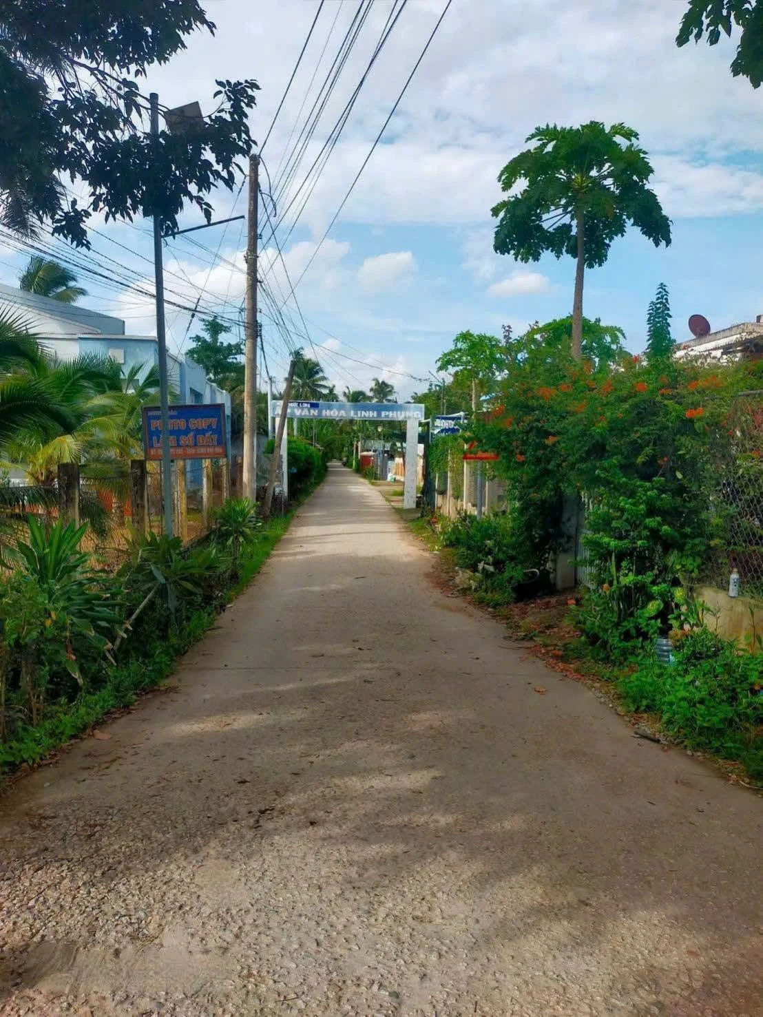 Bán 4.700m² đất vườn dừa tại Vĩnh Long - Ảnh 1