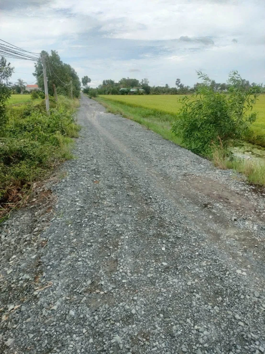 Bán 11.000m² đất lúa Tân Thành Thủ Thừa, Tây Ninh - Ảnh thu nhỏ 4