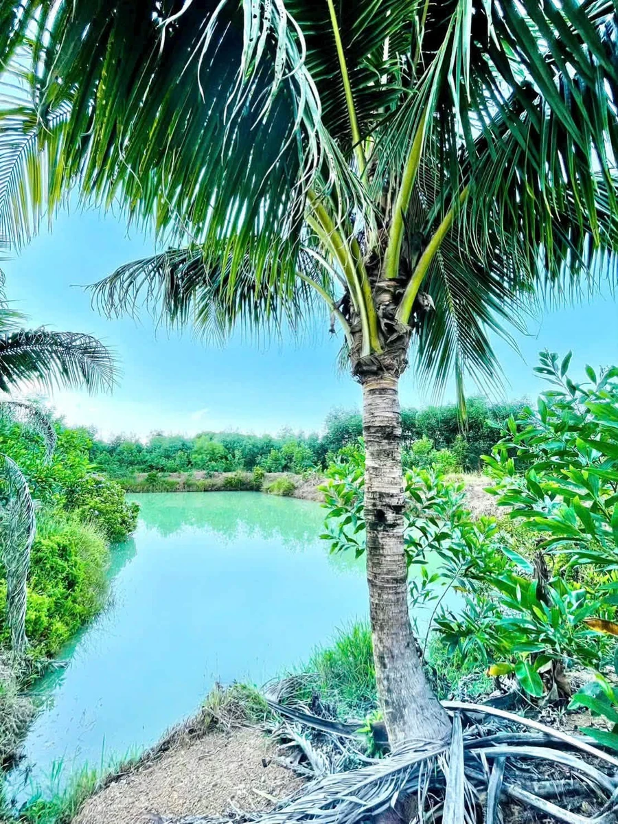 Bán đất trang trại 5500m2 Đông Thái gần chợ trường học - Ảnh thu nhỏ 2