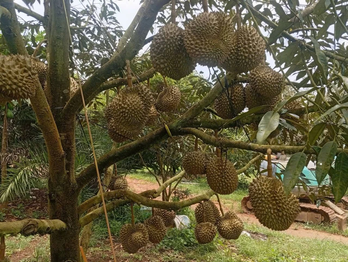 Bán rẫy sầu riêng 7,3 ha xã Quãng Sơn Đắk Nông, 15 tỷ - Ảnh thu nhỏ 3