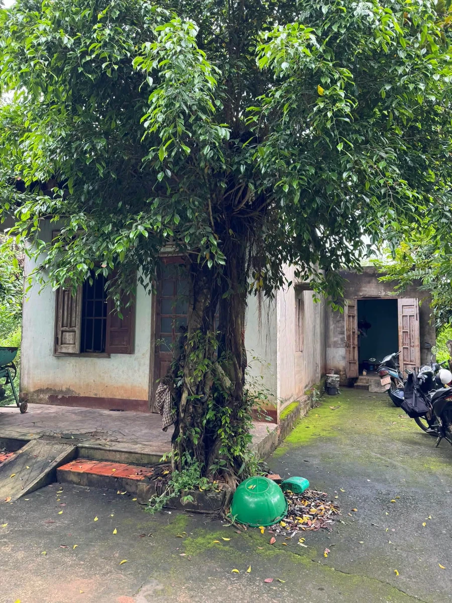 Bán nhà vườn cao su 1.49ha Bù Đốp Bình Phước - Ảnh 1