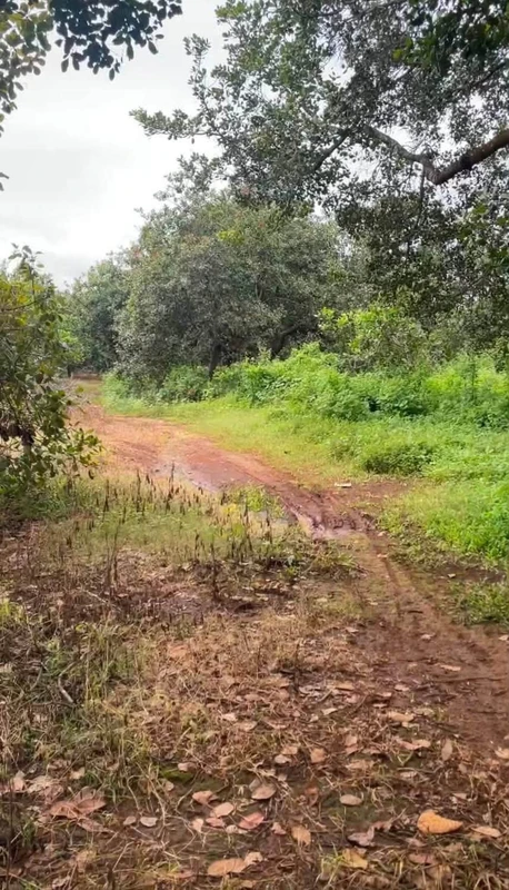 Bán gấp 6,8ha đất vườn điều, 400m thổ cư tại Long Hà, Phú Riềng, Bình Phước giá 8,4 tỷ