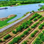 Bán lô góc 2 mặt tiền 690m² view sông Thạnh Hòa, Bến Lức - Ảnh thu nhỏ 2