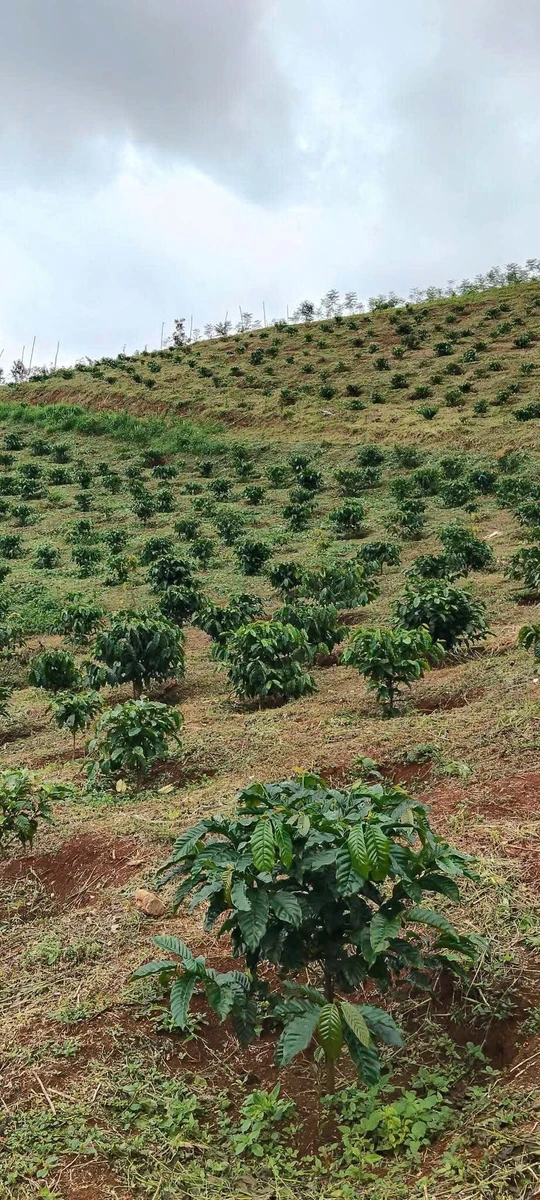 Bán đất rẫy cà phê 3 hectare ở Đắk Ha, Lâm Đồng, 3,7 tỷ - Ảnh 1