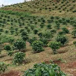 Bán đất rẫy cà phê 3 hectare ở Đắk Ha, Lâm Đồng, 3,7 tỷ - Ảnh thu nhỏ 1