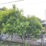 Chỉ 3 tỷ - 700m2 đất Quốc Lộ 13 - Chơn Thành Bình Phước, gần Trạm thu Phí, 7x100m LH: 0934 081 *** - Ảnh thu nhỏ 5