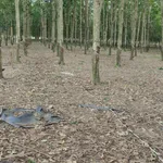 Bán đất 2ha Bích Chơn Thành gần QL14 giá 4,6 tỷ - Ảnh thu nhỏ 3
