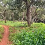 Bán gấp 3.7 ha đất cao su + điều ở Phú Trung, Bình Phước - Ảnh thu nhỏ 4