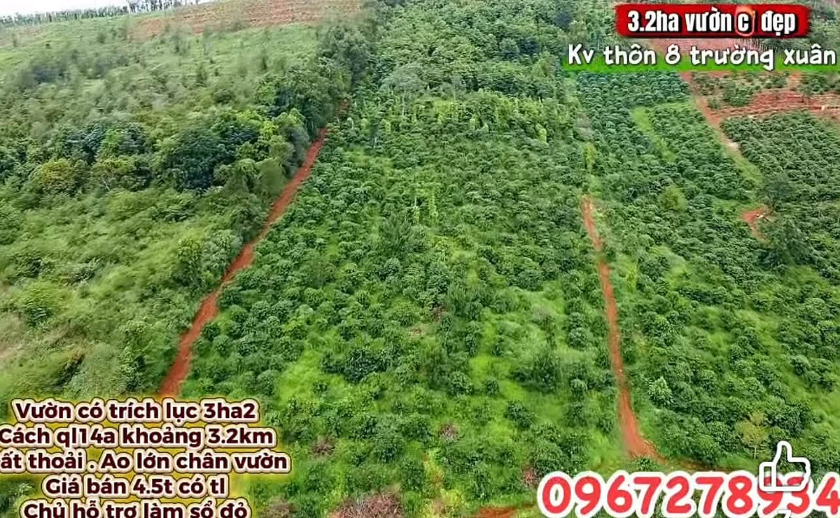 Bán vườn 3.2 ha Thôn 8 Trường Xuân 4.3 tỷ - Ảnh thu nhỏ 3