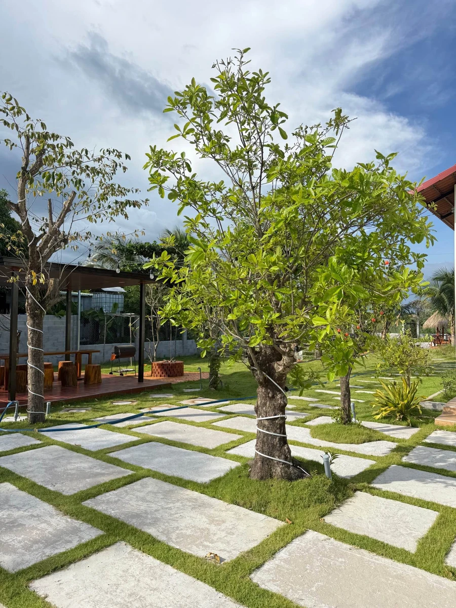 Bán nhà vườn 1.606m² Phan Thiết 1 tỷ 790 triệu - Ảnh thu nhỏ 3