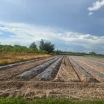 Bán đất 9.000m2 ở Ninh Điền giá 1 tỷ 2 - Ảnh thu nhỏ 5