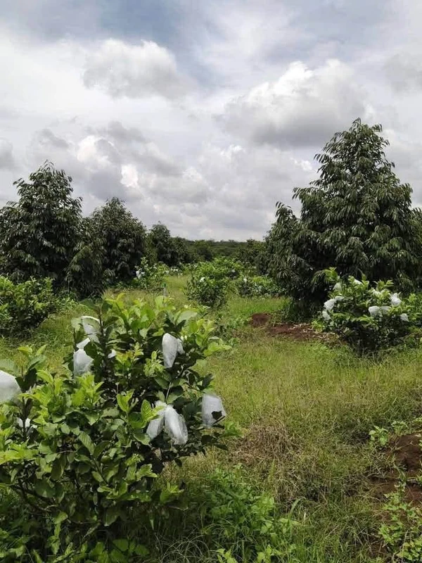 Bán 3.6 ha sầu riêng Đồng Phú, Bình Phước