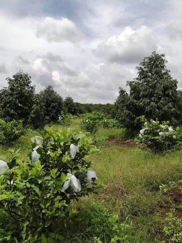 Bán 3.6 ha sầu riêng Đồng Phú, Bình Phước - Ảnh 1