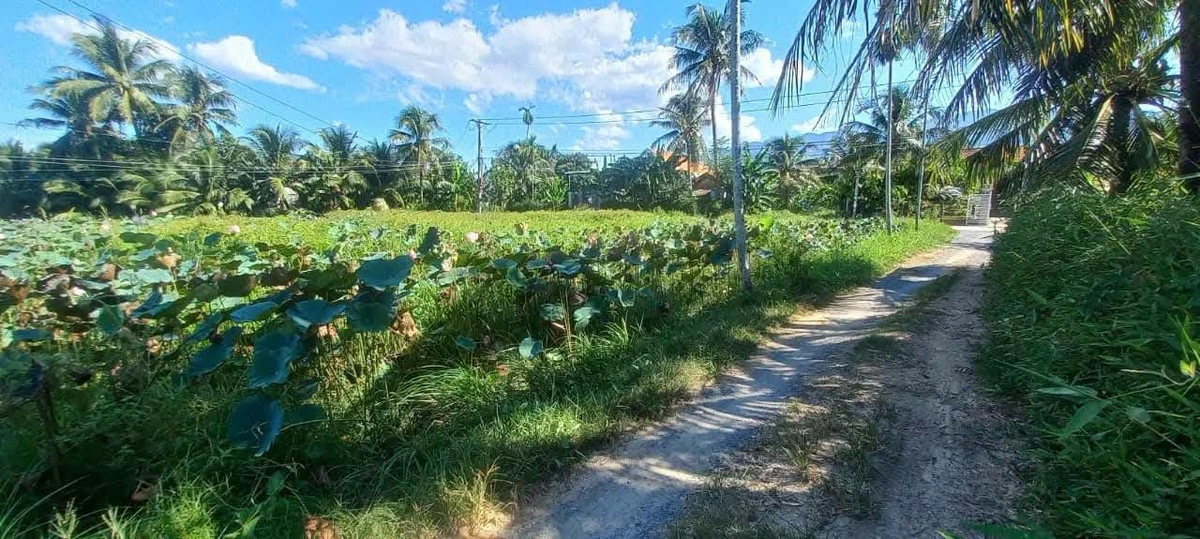 Bán nhà vườn kiên cố 260m2 Ninh Hoà - Ảnh thu nhỏ 4