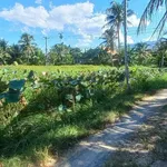 Bán nhà vườn kiên cố 260m2 Ninh Hoà - Ảnh thu nhỏ 4