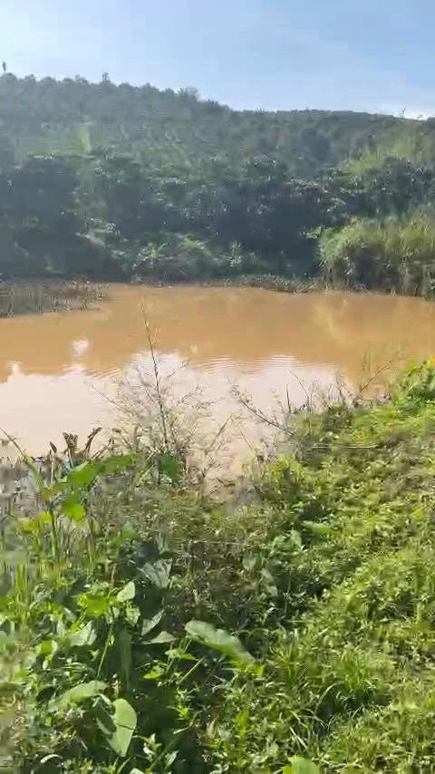 Bán vườn cà phê 3 hecta Tân Lâm, Di Linh, Lâm Đồng - Ảnh thu nhỏ 3