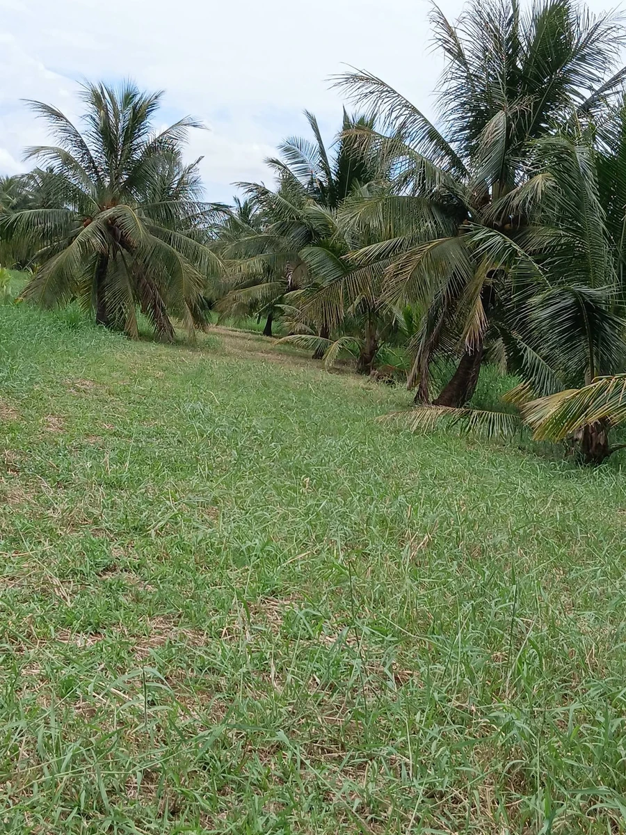 Bán vườn dừa 2400m² Thạnh Phú 230tr/1000m² - Ảnh thu nhỏ 4