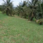 Bán vườn dừa 2400m² Thạnh Phú 230tr/1000m² - Ảnh thu nhỏ 4
