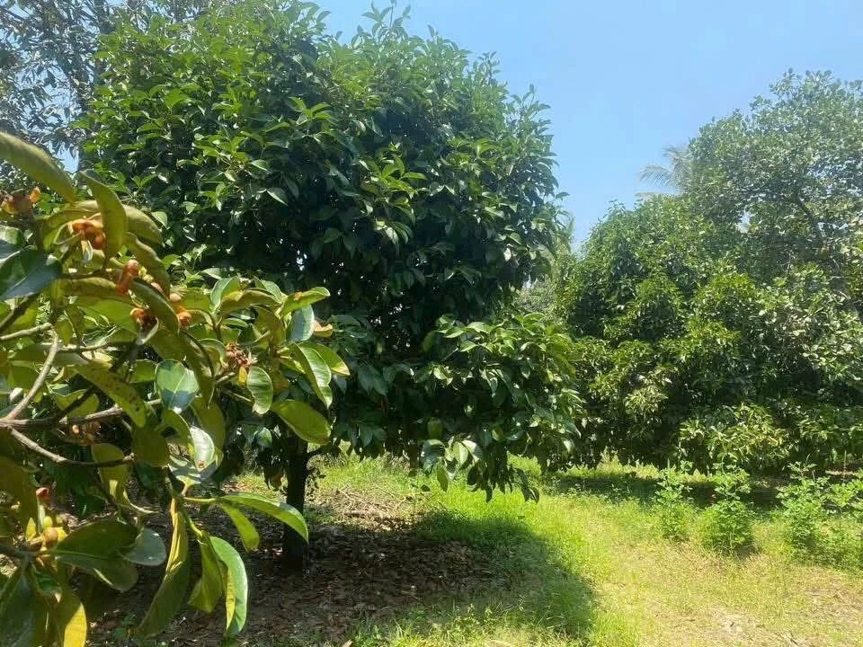 Bán đất Ninh Thuận 1000m² 1,5 tỷ sổ sẵn giáp sông - Ảnh thu nhỏ 3