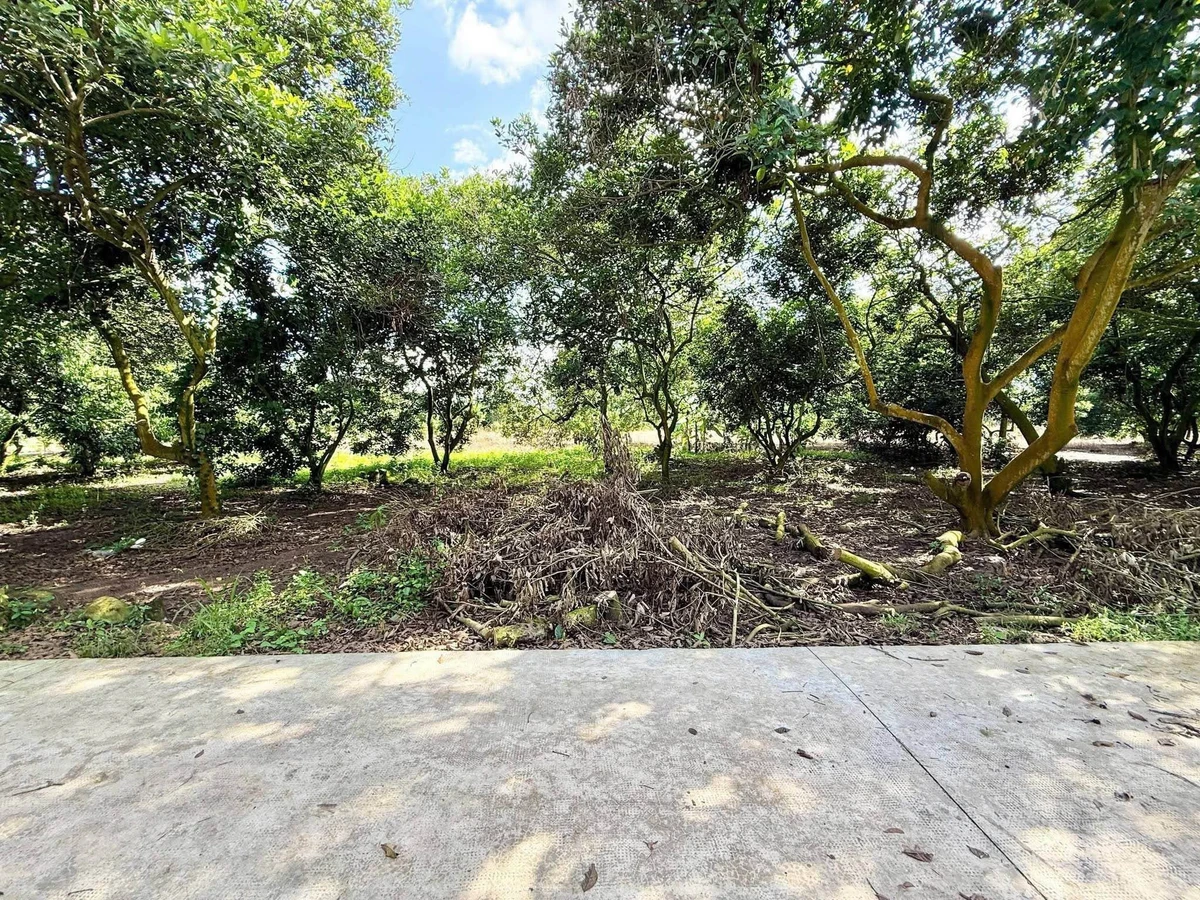 Bán 500m² vườn chôm chôm Bình Lộc 890 triệu - Ảnh thu nhỏ 2