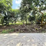 Bán 500m² vườn chôm chôm Bình Lộc 890 triệu - Ảnh thu nhỏ 2