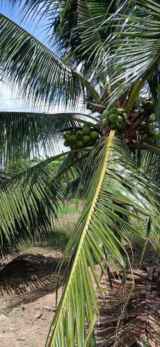 Bán vườn dừa 6100m² Phong Nẫm, Nhà Bè - Ảnh thu nhỏ 3