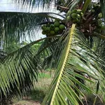 Bán vườn dừa 6100m² Phong Nẫm, Nhà Bè - Ảnh thu nhỏ 3