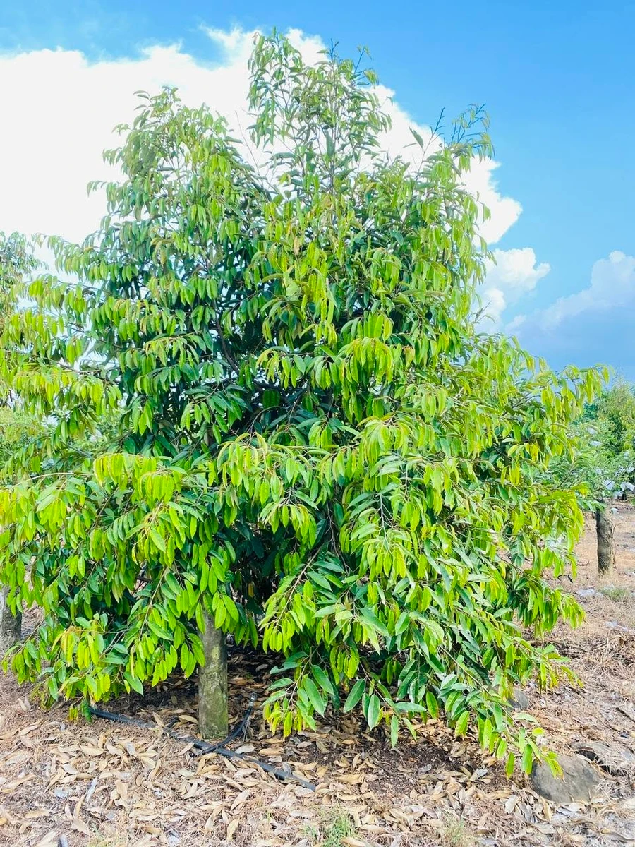 Bán đất 9 sào mặt tiền nhựa Bảo Quang, Đồng Nai - Ảnh thu nhỏ 4