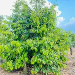 Bán đất 9 sào mặt tiền nhựa Bảo Quang, Đồng Nai - Ảnh thu nhỏ 4