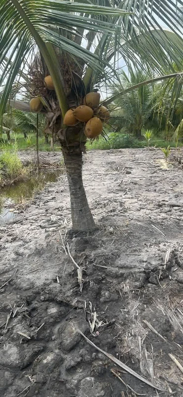 Bán 2.223m2 đất vườn xã An Khánh, Bến Tre, cách quốc lộ 57B 200m, sổ hồng riêng