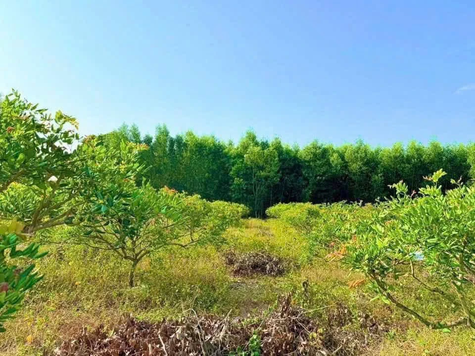 Bán đất 1208m2 xã Hòa Hội Xuyên Mộc Vũng Tàu 1 tỷ 5 - Ảnh thu nhỏ 3