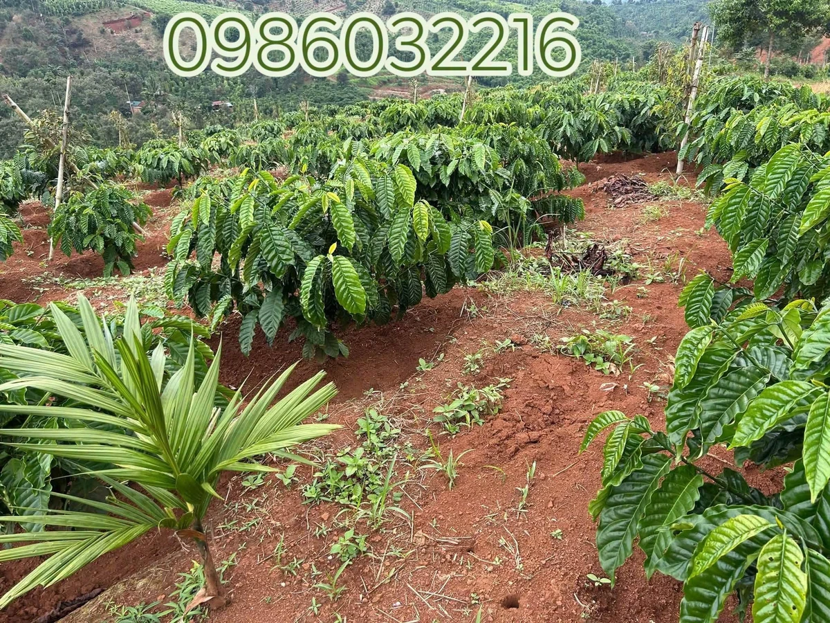 Bán rẫy cà phê 2,2 ha sổ đầy đủ Gia Lai 4,5 tỷ - Ảnh 1