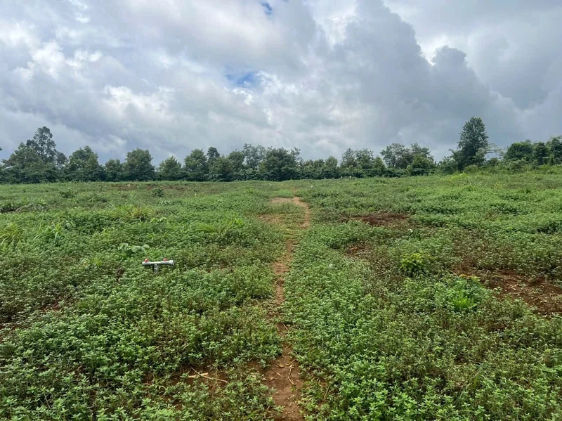 Bán đất vườn 1,8 ha trồng cà phê Đắk Nông