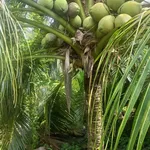 Bán 12 công đất dừa mặt tiền Đan Ngang, Nhà Bè - Ảnh thu nhỏ 3
