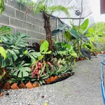 Bán đất nhà vườn 500m² mặt tiền đường nhựa 91C, Long Phước, TP. Bà Rịa, giá 1,79 tỷ - Ảnh thu nhỏ 5