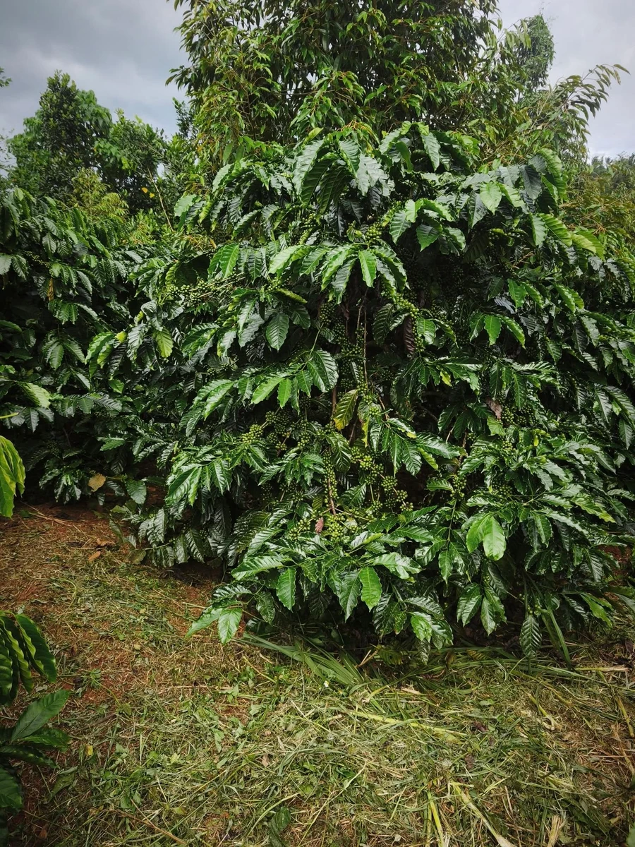 Bán đất 70m² Bon Bù Bông Tuy Đức 3 tỷ 1 - Ảnh 1