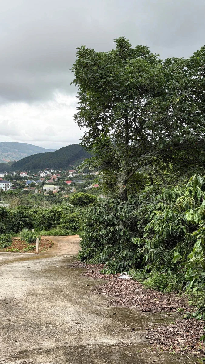 Bán 1000m² đất Mê Linh Đà Lạt có vườn cà phê - Ảnh 1