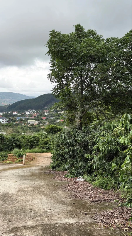 Bán 1000m² đất Mê Linh Đà Lạt có vườn cà phê