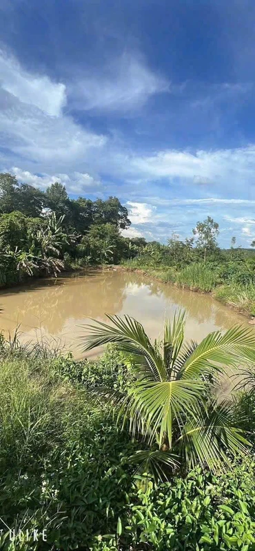 Bán đất rẫy 1,1ha cà phê sầu riêng Buôn Ma Thuột