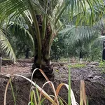 Bán 3 công 8 đất vườn dừa xiêm view rạch, ngang 20m, Phú An Hòa, gần KCN Giao Long - Ảnh thu nhỏ 4