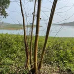 Bán quả đảo tròn trịa đẹp ở hồ Thác Bà 1,6ha giá 2,2 tỷ - Ảnh thu nhỏ 5