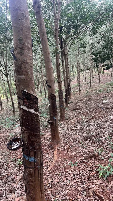 Bán đất cao su 2,5ha Tân Lợi, Đồng Nai, 1 tỷ/ha