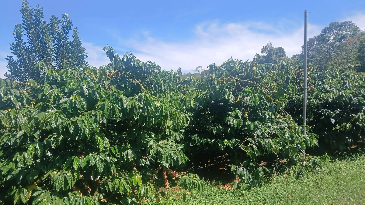 Bán đất 2,5ha Tuy Đức, Lâm Đồng, giá 6 tỷ - Ảnh thu nhỏ 2