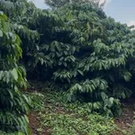Bán đất cà phê 1.2ha Đắk Na Tân Thành - Ảnh thu nhỏ 2