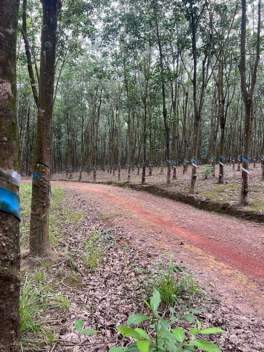 Bán 4,5 ha cao su Phú Hòa Phú Riềng 9 tỷ - Ảnh thu nhỏ 4