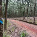 Bán 4,5 ha cao su Phú Hòa Phú Riềng 9 tỷ - Ảnh thu nhỏ 4